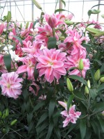 [Roselily Felicia (881).jpg]